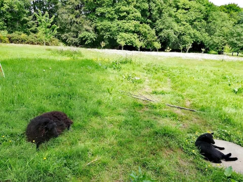 Hotel MANOIR DU TERTRE au coeur de la forêt de Brocéliande Paimpont Esterno foto