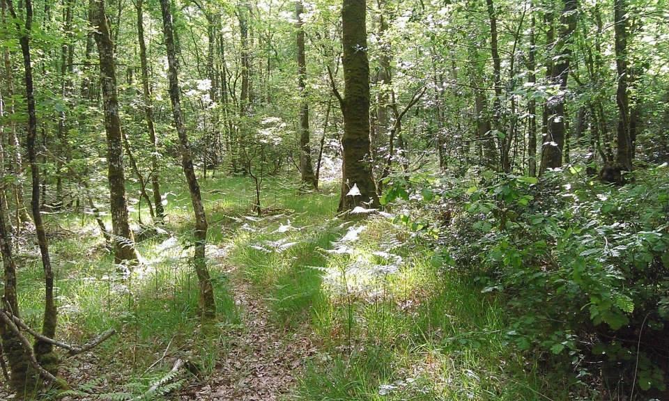 Hotel MANOIR DU TERTRE au coeur de la forêt de Brocéliande Paimpont Esterno foto