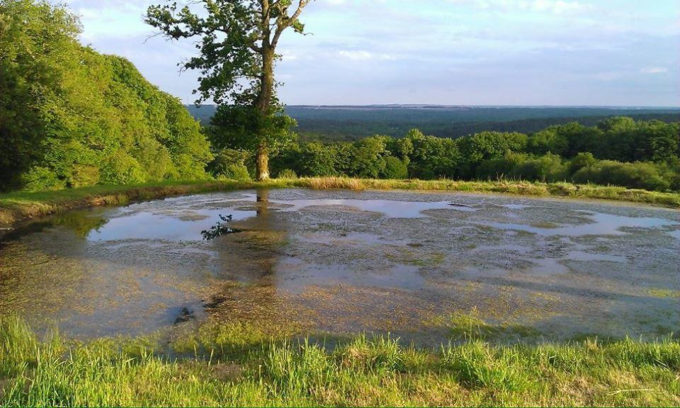 Hotel MANOIR DU TERTRE au coeur de la forêt de Brocéliande Paimpont Esterno foto